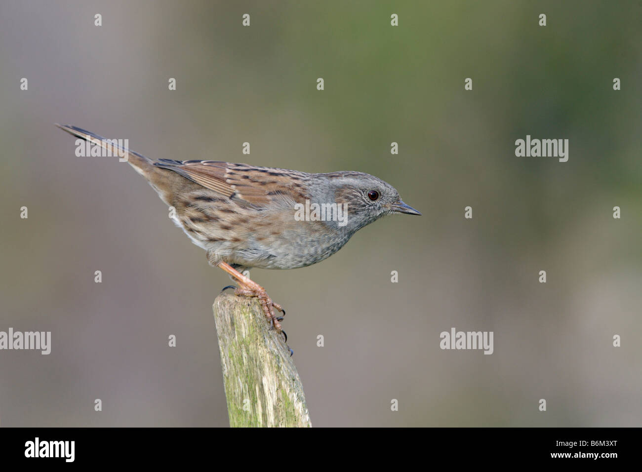Dunnock, Hedge Sparrow, Prunella modularis appollaiato Potton Bedfordshire Foto Stock