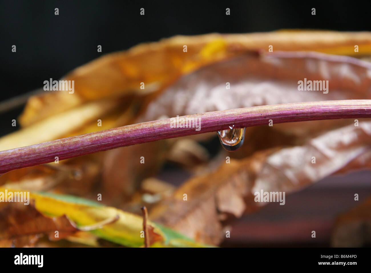 Goccia d'acqua Foto Stock
