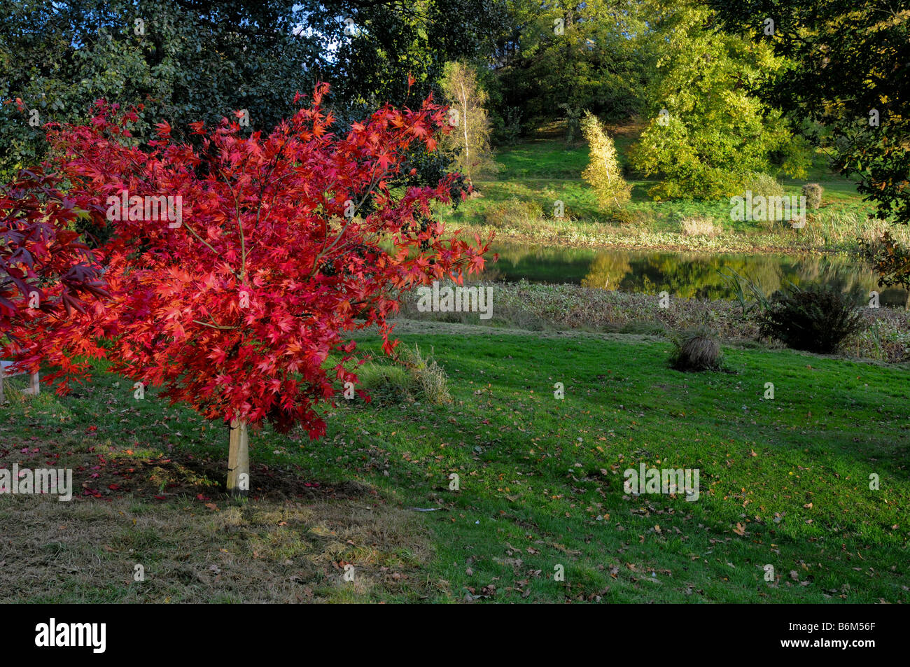 Una giovane giapponese Maple al Castle Howard arboreto, REGNO UNITO Foto Stock