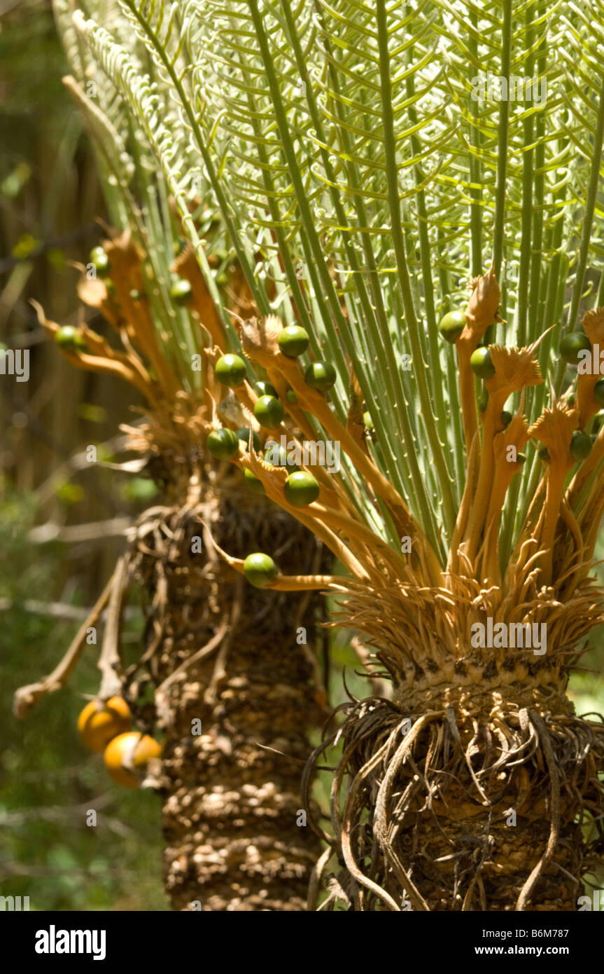 Australian .cycad (Cycas armstrongii) femmina spike con frutti prodotti in apice del tronco di Territorio del Nord Australia Foto Stock