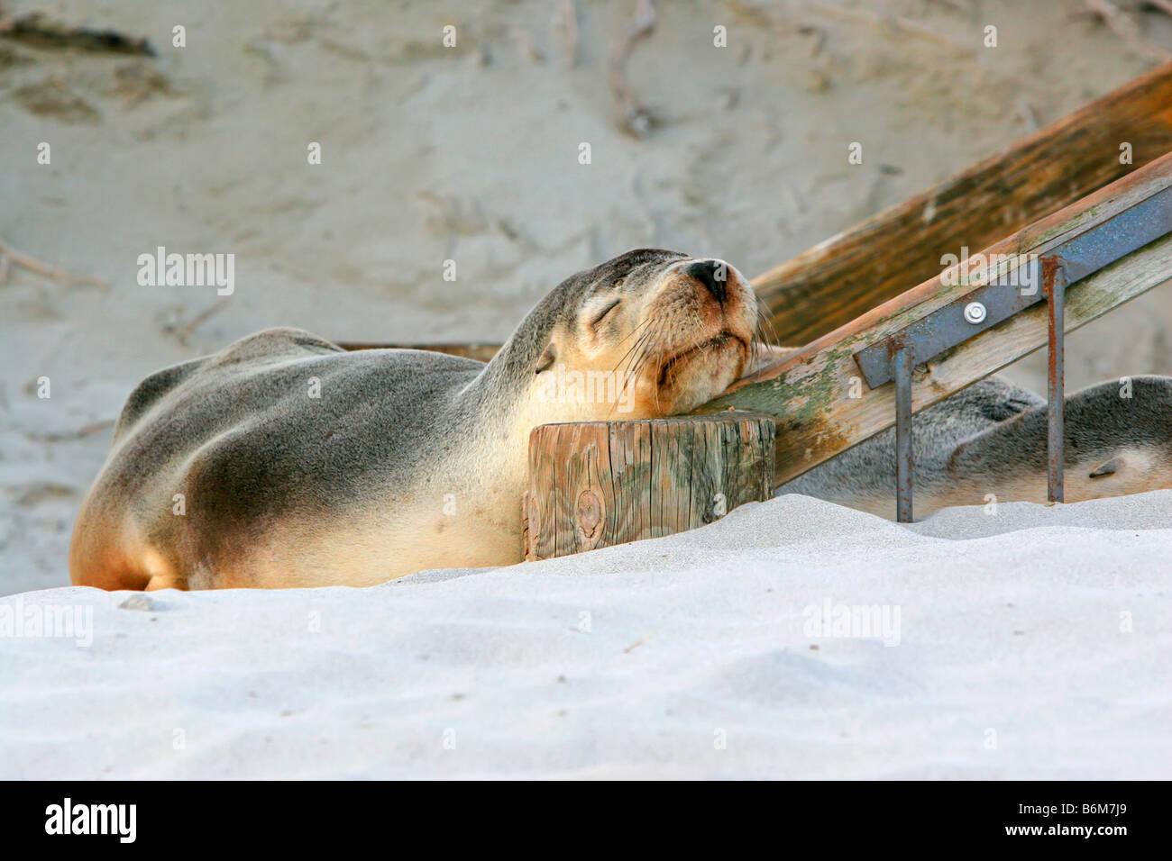 Nuova Zelanda pelliccia sigillo Foto Stock