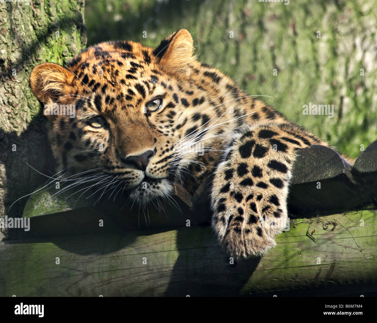 Il novellame di Amur Leopard (Panthera pardus orientalis) 'Kiska', allevati a Marwell Zoo, Hampshire, Inghilterra Foto Stock