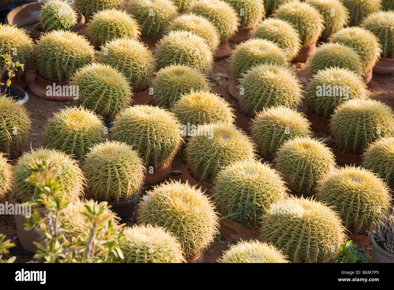 Cactus in vendita Sharm El Sheikh old town Foto Stock