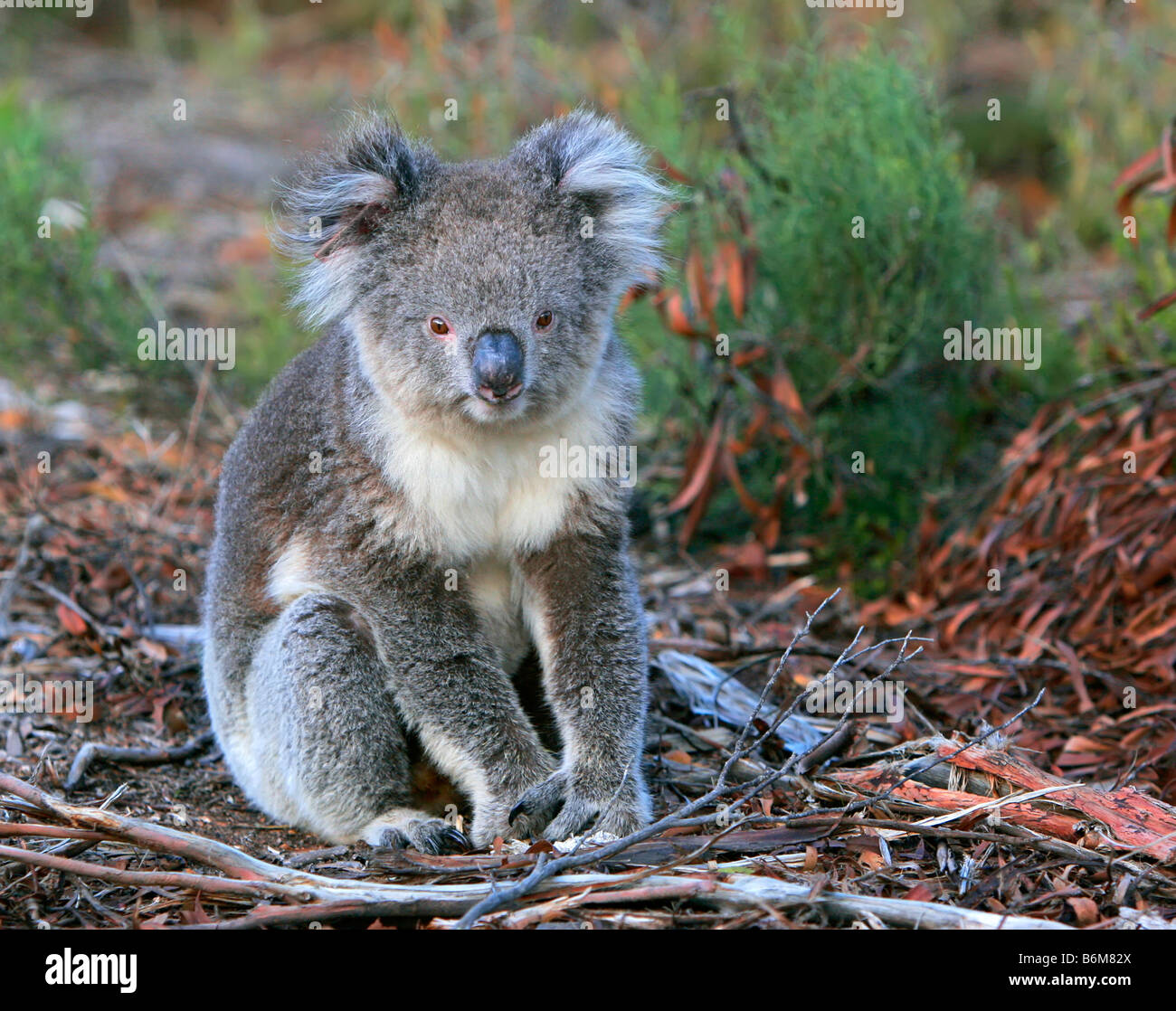 Orso di Koala Foto Stock