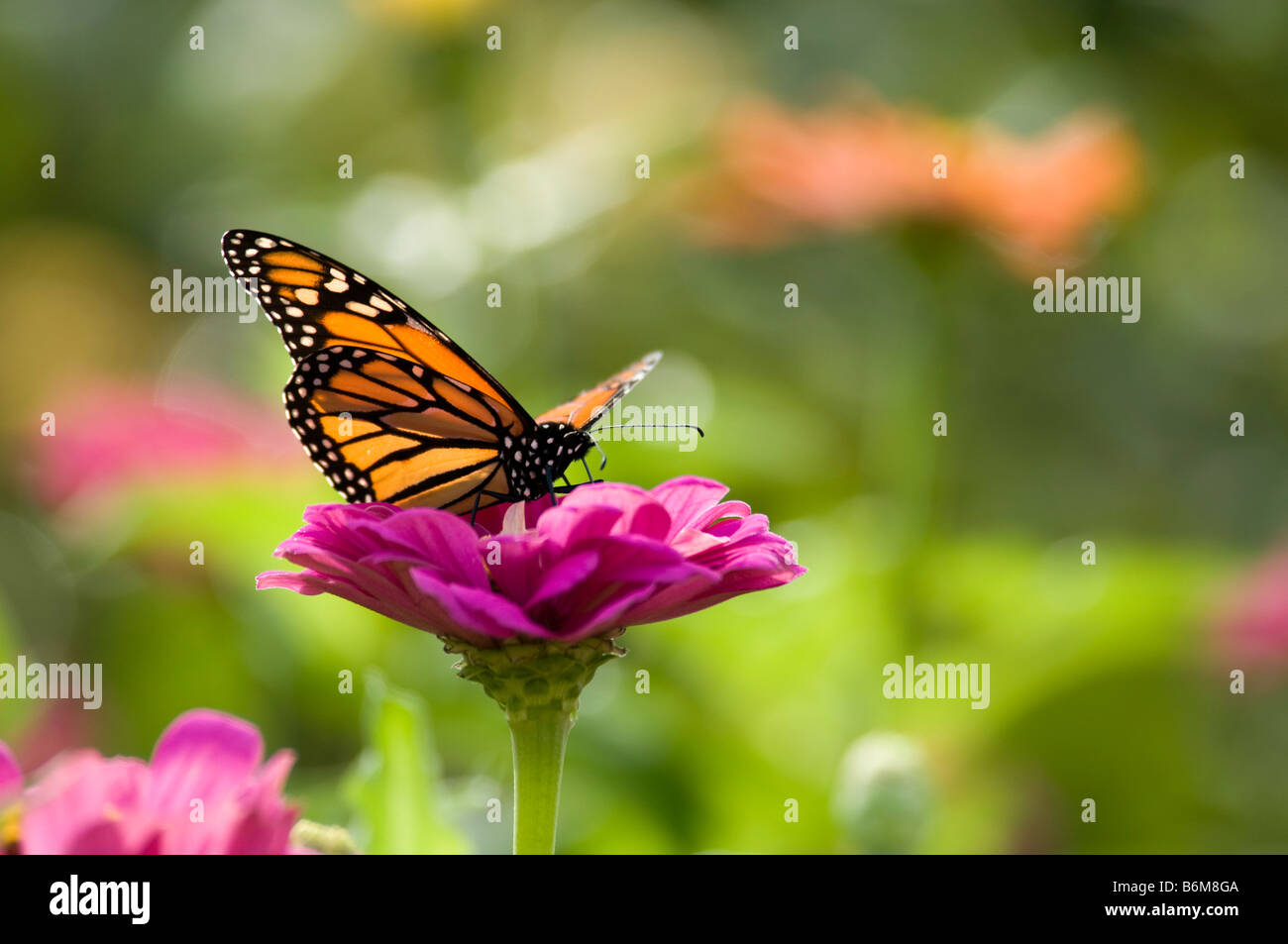 Farfalla monarca sul fiore viola Foto Stock