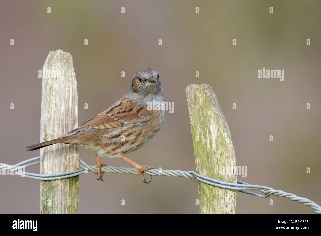 Dunnock, Hedge Sparrow, Prunella modularis appollaiato Potton Bedfordshire Foto Stock