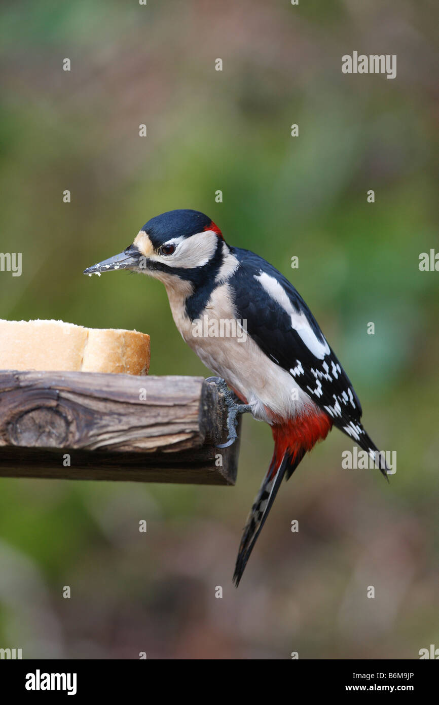 Picchio rosso maggiore Dendrocopus major mangiare pane al tavolo degli uccelli Foto Stock