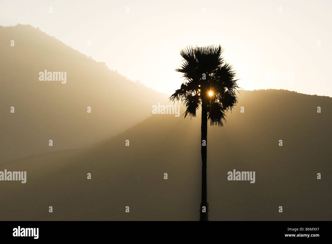 Silhouette di Palmyra Palm tree contro l'alba nella campagna indiana Foto Stock