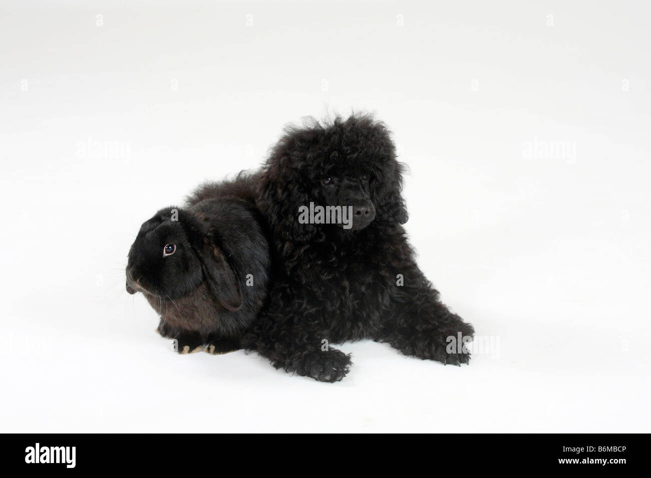 Miniatura barboncino cucciolo 5 mese nero e Paesi Bassi Lop eared coniglio nano nero coniglio domestico Foto Stock
