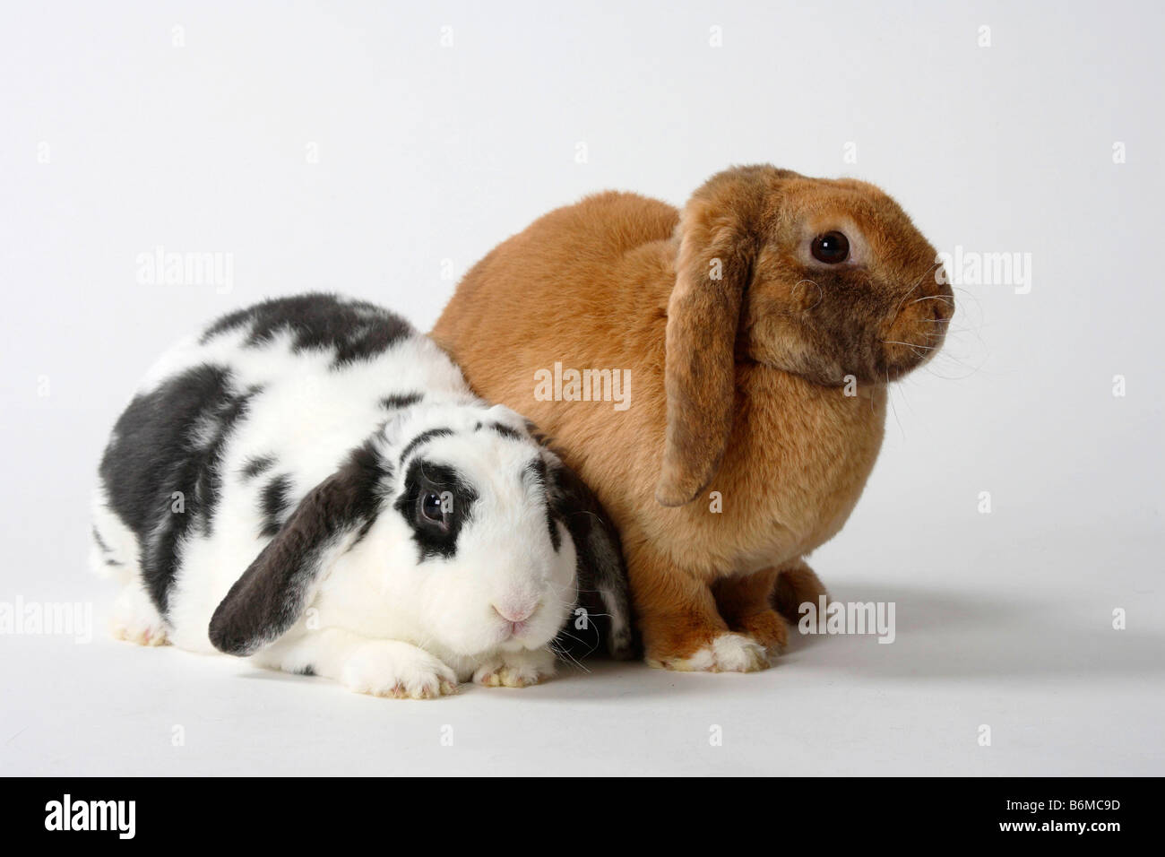 Rex Lop eared Dwarf Rabbit blu bianco e albicocca il coniglio domestico Foto Stock