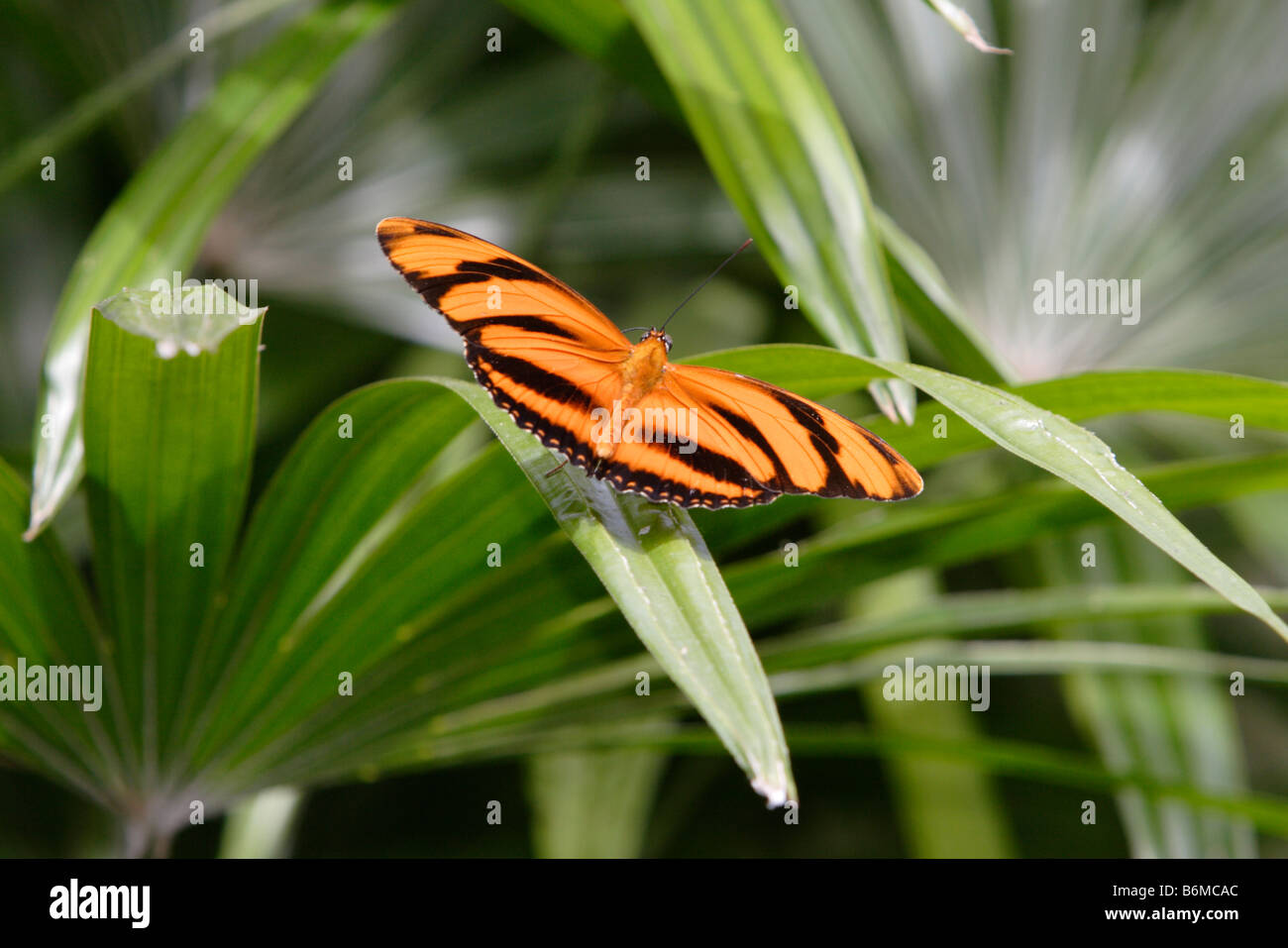 Nastrare Orange butterfly Dryadula phaetusa su foglie di piante fotografati in cattività Foto Stock