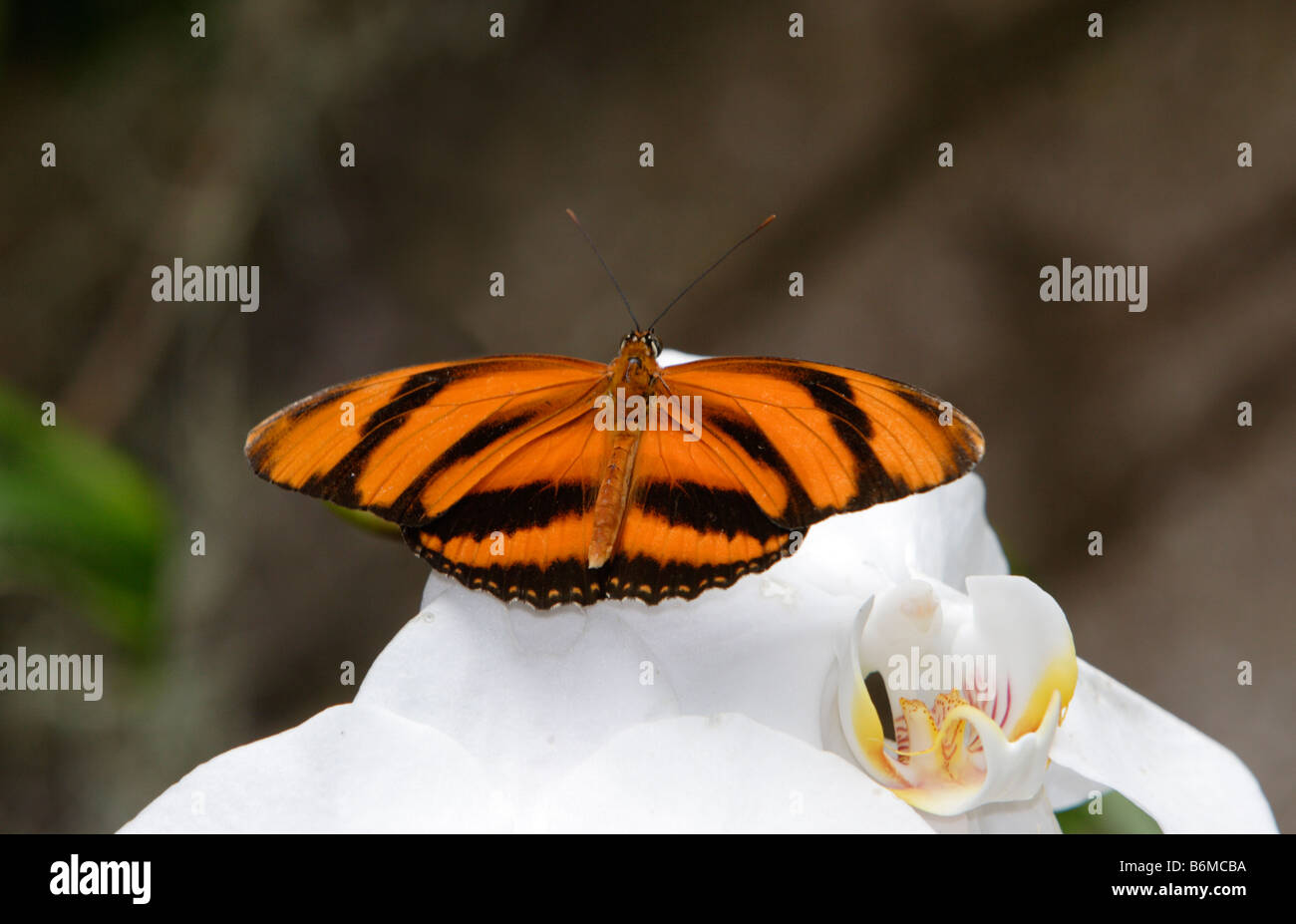 Nastrare Orange butterfly Dryadula phaetusa sul fiore fotografato in cattività Foto Stock
