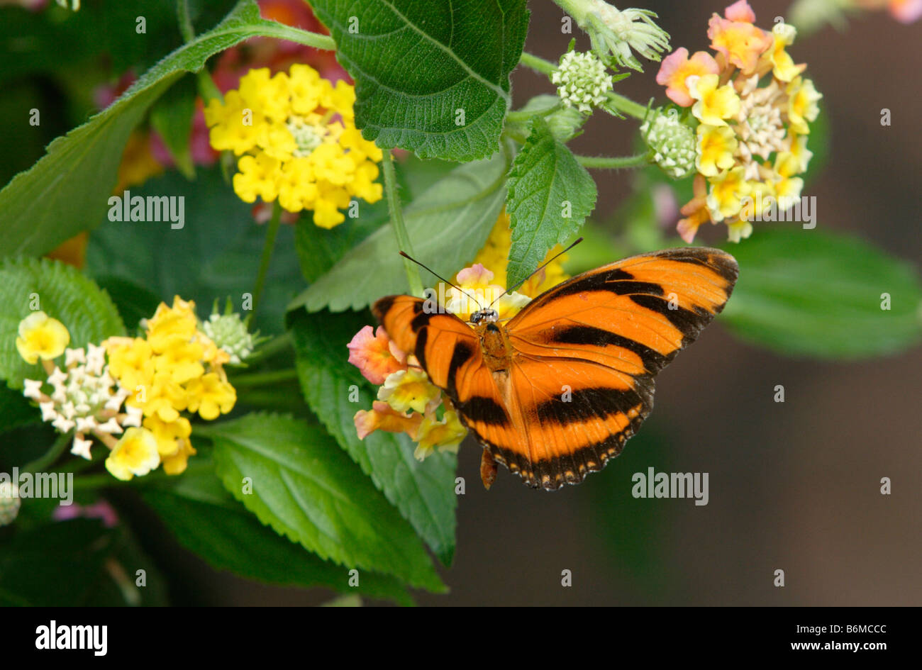 Nastrare Orange butterfly Dryadula phaetusa sul fiore giallo fotografato in cattività Foto Stock