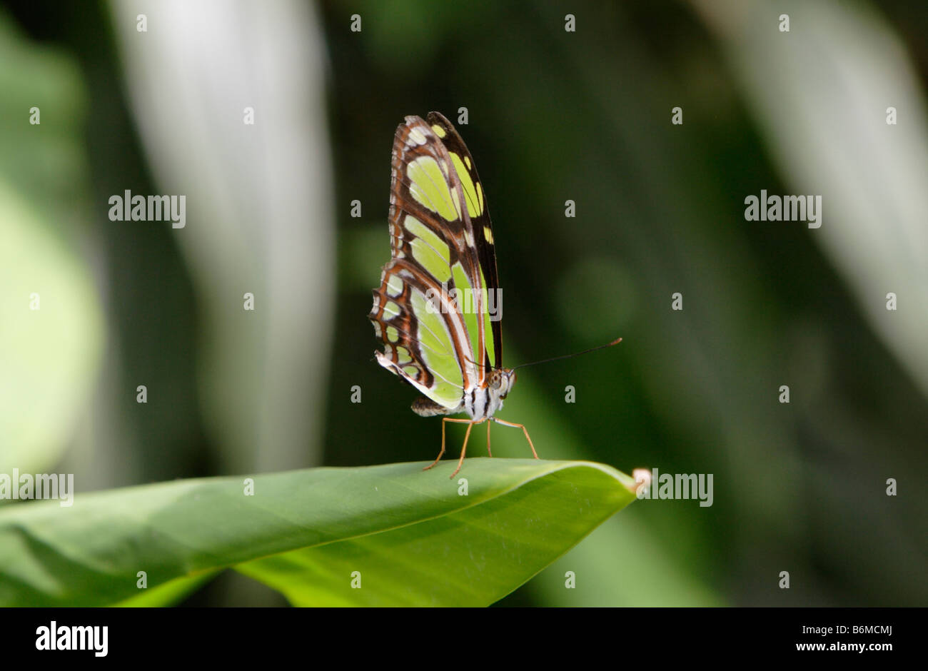 Malachite butterfly Siproeta stelenes sulla lamina fotografato in cattività Foto Stock