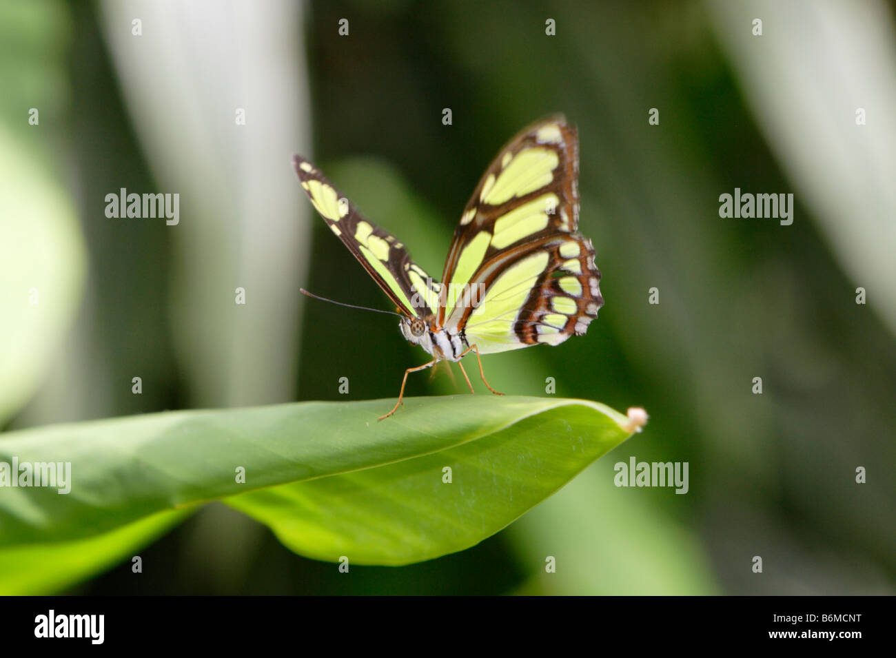 Malachite butterfly Siproeta stelenes sulla lamina fotografato in cattività Foto Stock