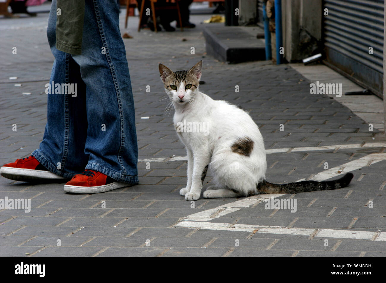 Alley Cat elemosinare una persona per alimenti Foto Stock