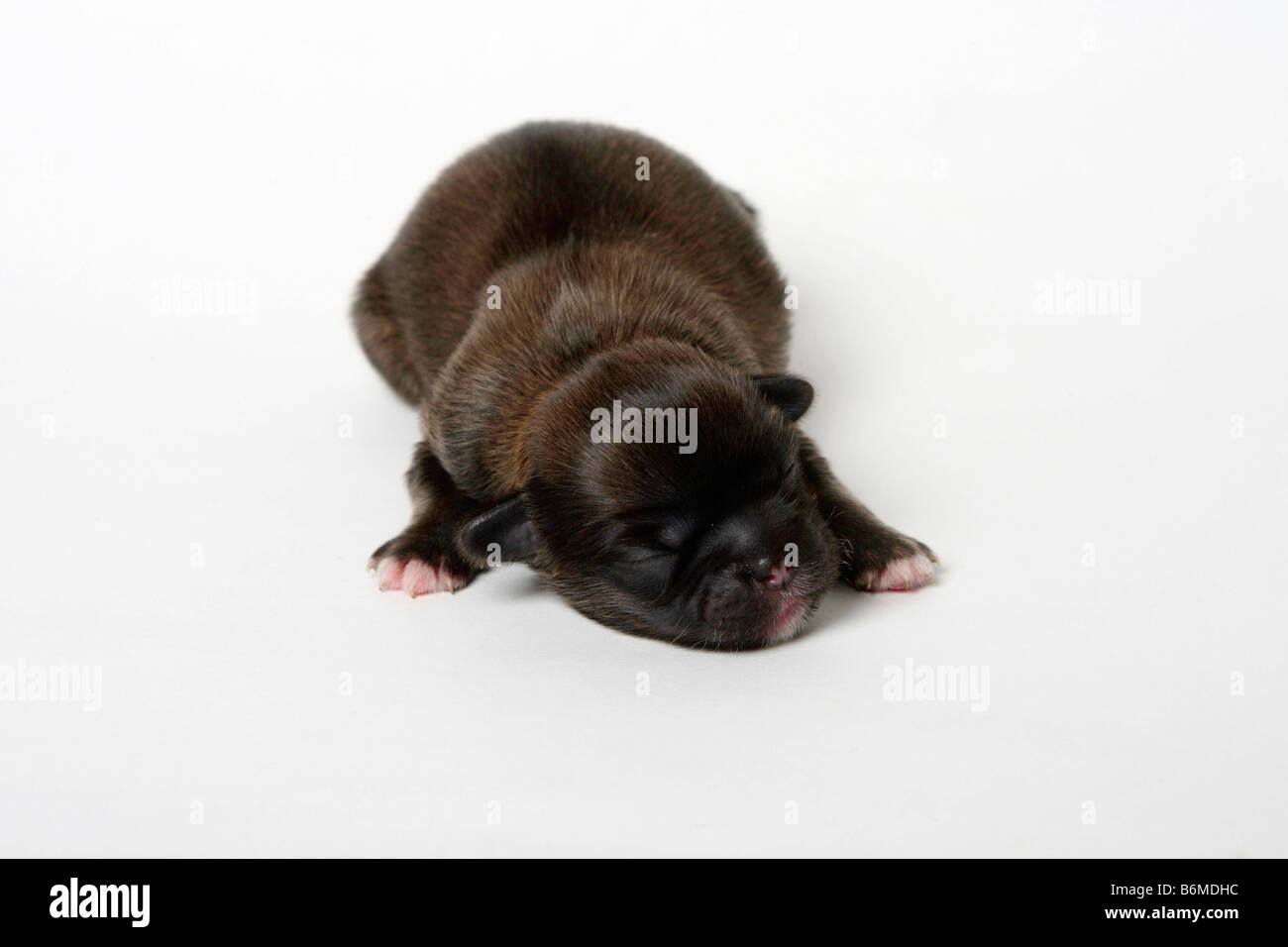 Tibetan Spaniel cucciolo 2 giorni Foto Stock