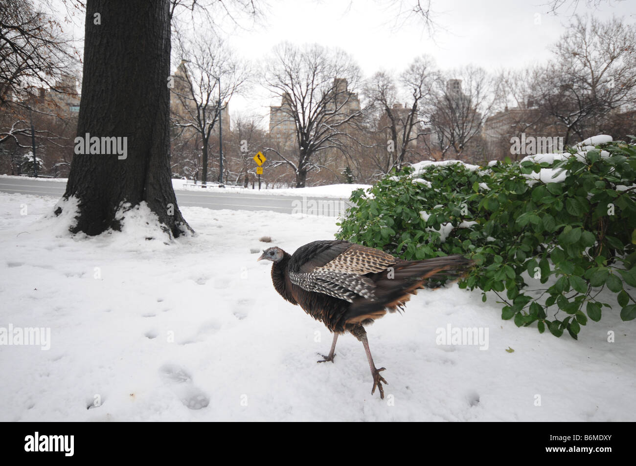 La Turchia nella neve durante l'inverno nel Parco Centrale Foto Stock