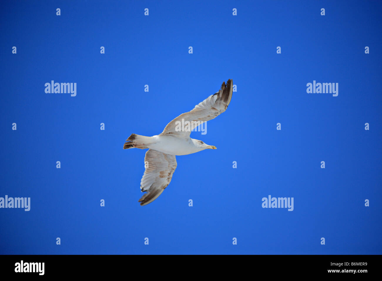 Sea Gull in volo Foto Stock