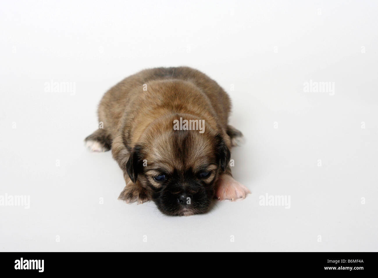 Tibetan Spaniel cucciolo di 3 settimane Foto Stock