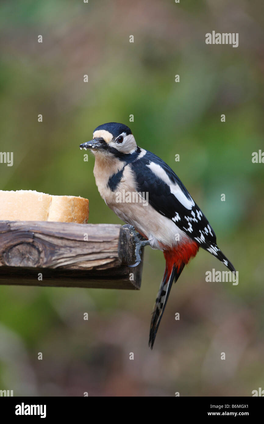 Picchio rosso maggiore Dendrocopus major maschio di mangiare il pane al tavolo degli uccelli Foto Stock