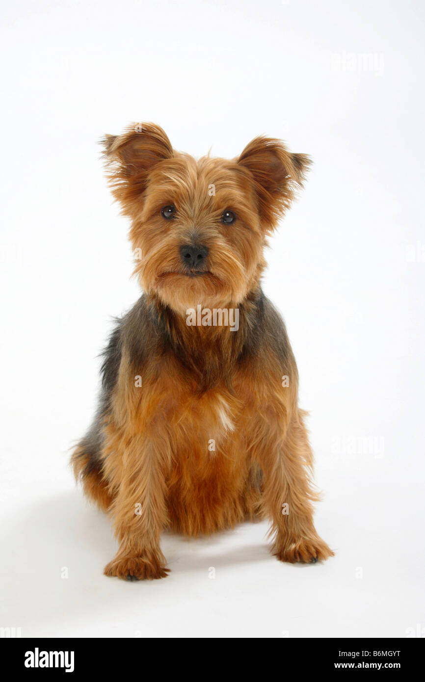 Yorkshire Terrier Foto Stock