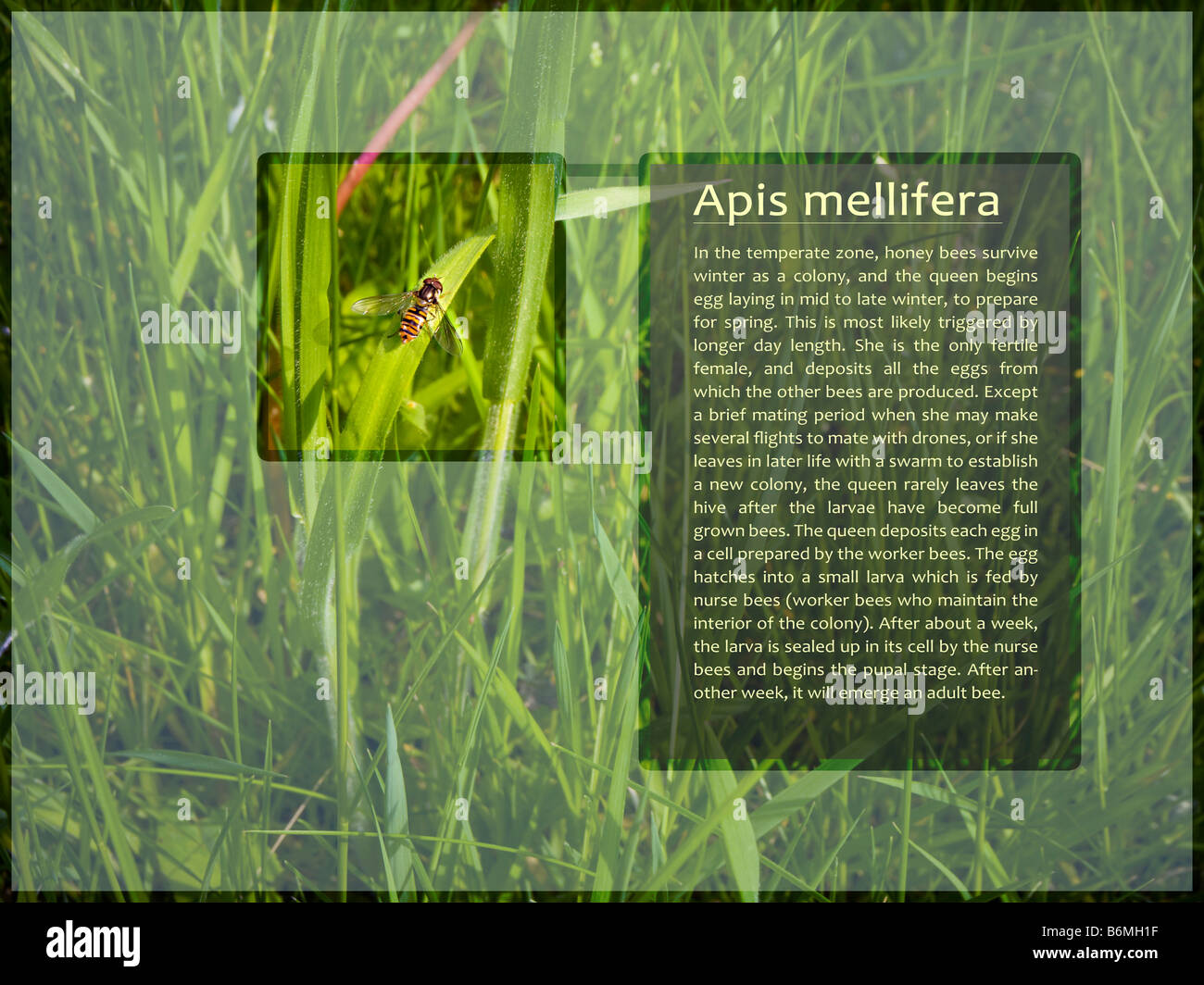 Nella schermata Informazioni di layout moderno che mostra Bee Apis melifera Foto Stock