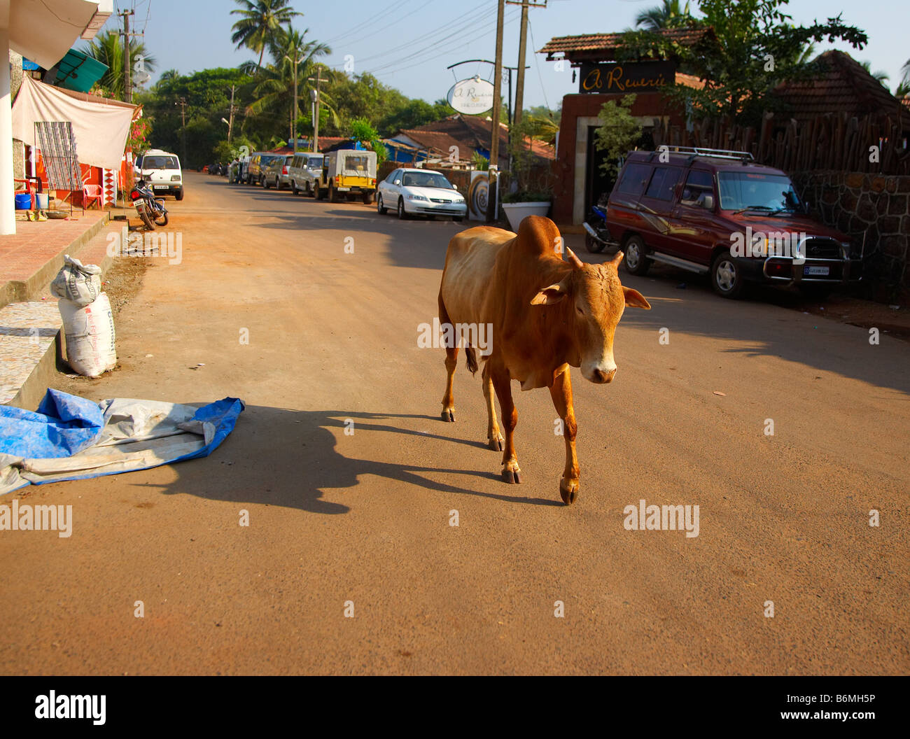 Mucca passeggiate verso la spiaggia di Calangute, Goa, India Foto Stock