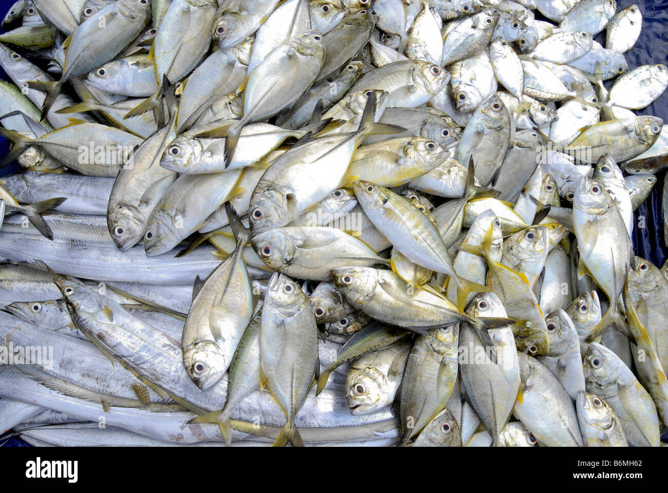 Mercato del Pesce IN KANYAKUMARI Foto Stock