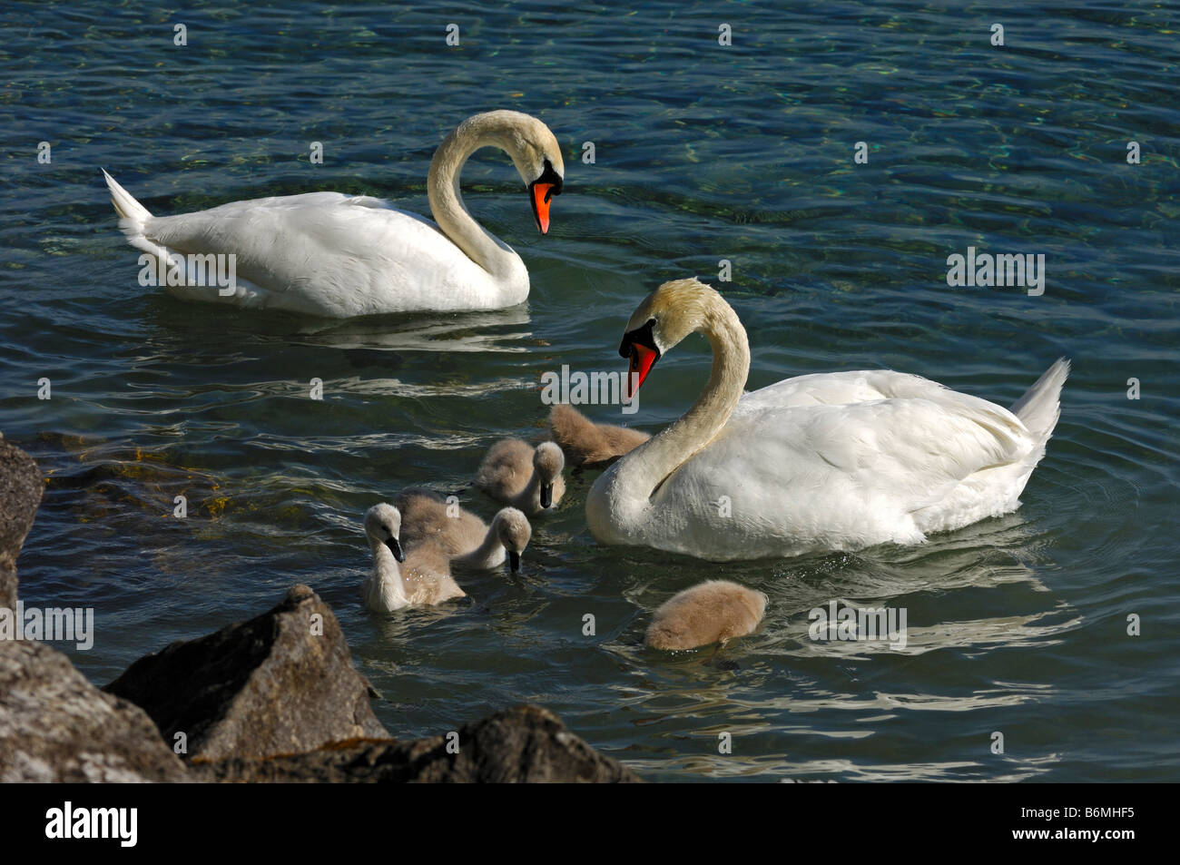 Famiglia di cigni, Cygnus olor, con pulcini Foto Stock