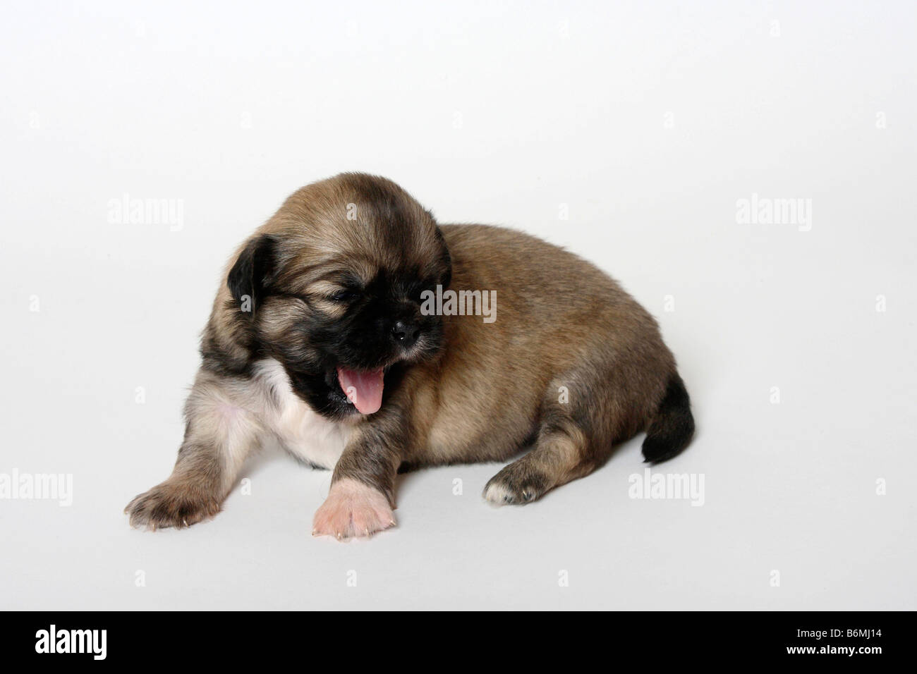 Tibetan Spaniel cucciolo di 3 settimane Foto Stock
