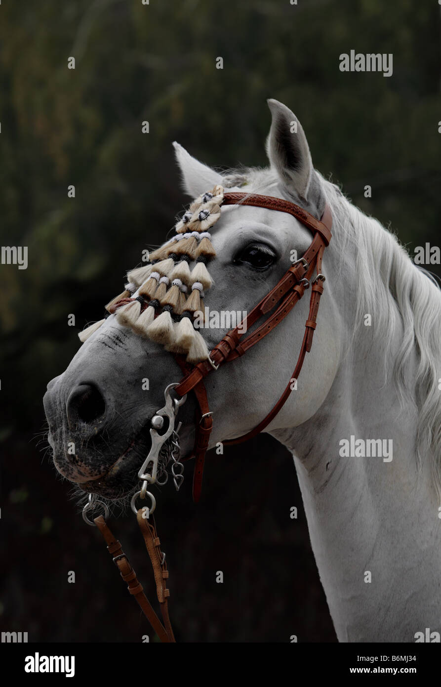Cavallo andaluso con show briglia Foto Stock