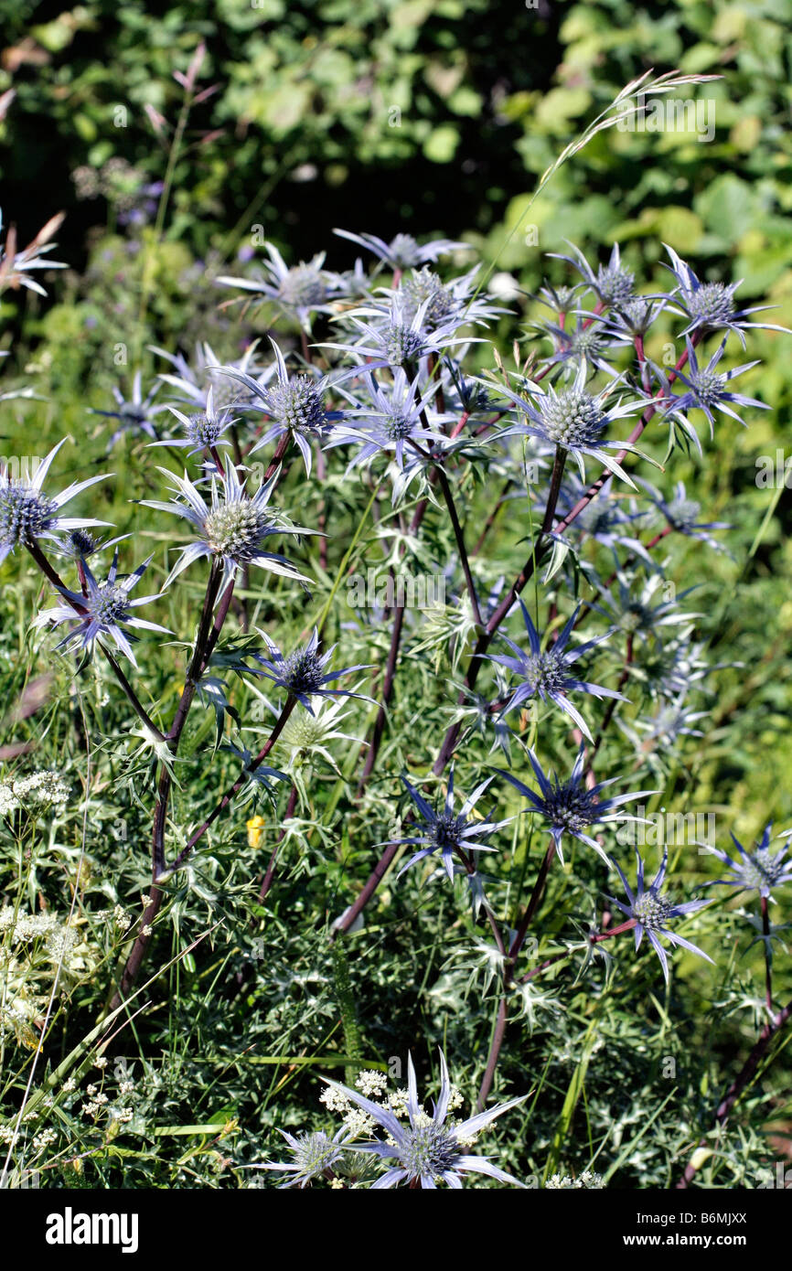 ERYNGIUM BOURGATII crescente selvatici in Picos de Europa Cantabria España Foto Stock