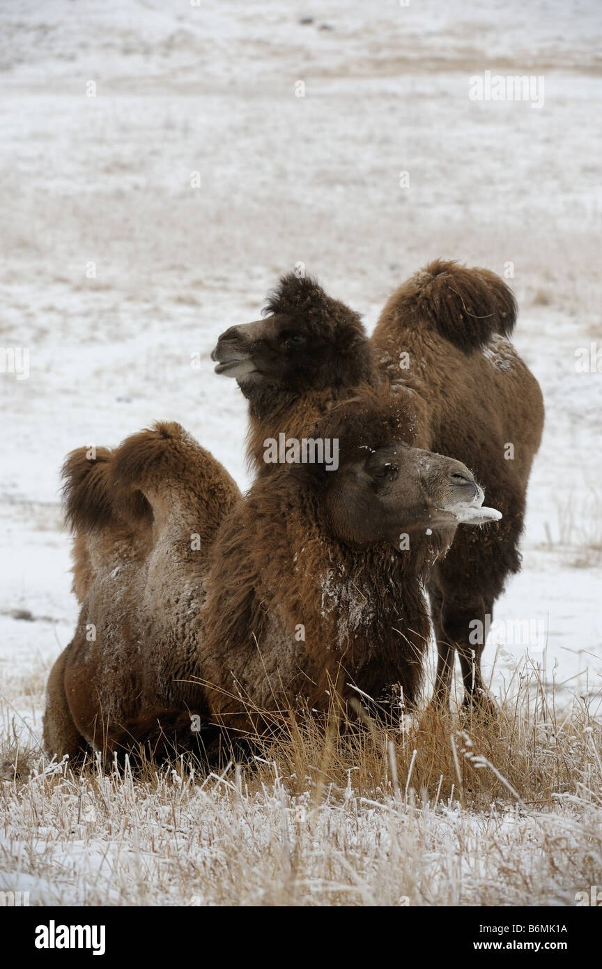 I cammelli Bactrian, maschio e femmina nella stagione di riproduzione Foto Stock