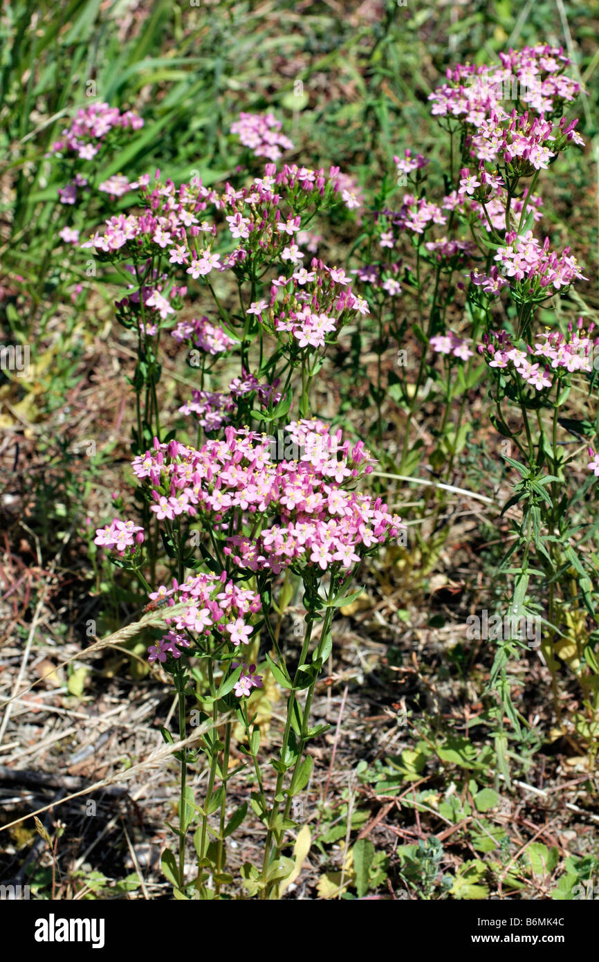 CENTAURIUM ERYTHRAEA CENTAURY COMUNE Foto Stock