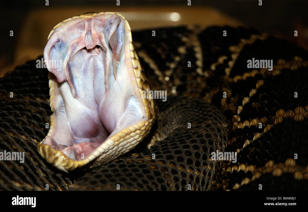 Diamante orientale Rattlesnake mostrando zanne Florida USA Foto Stock