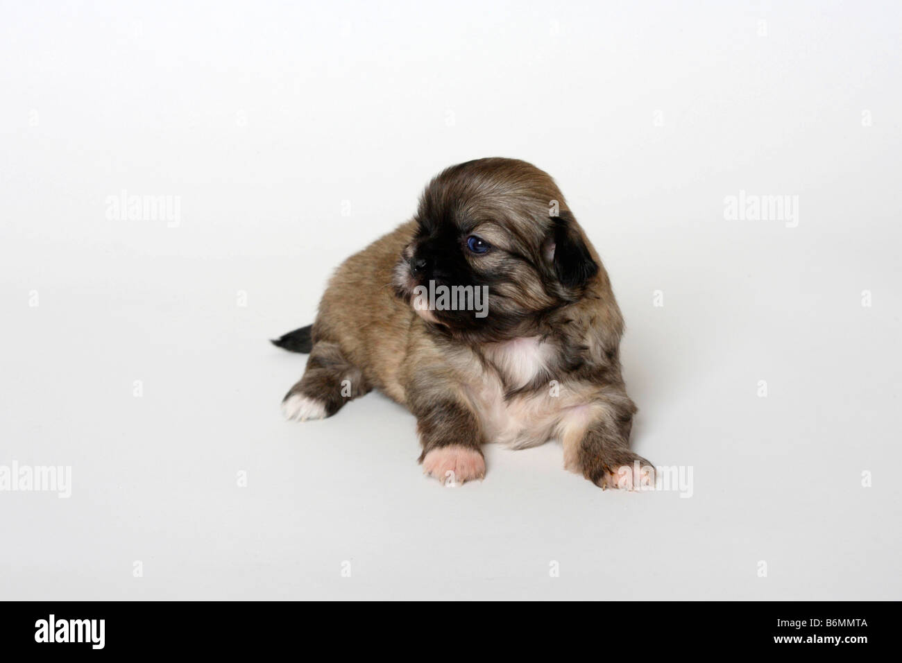 Tibetan Spaniel cucciolo di 3 settimane Foto Stock