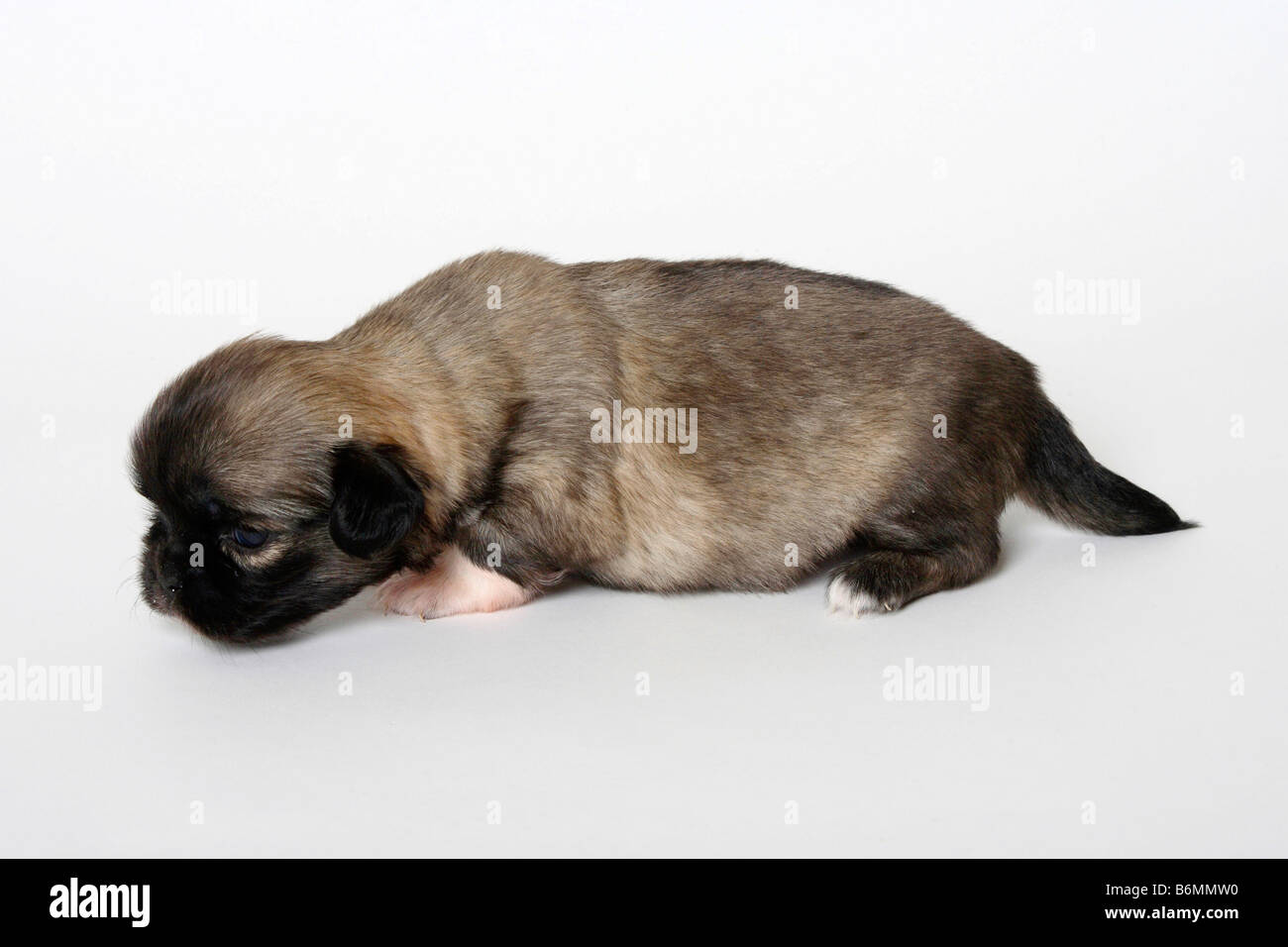 Tibetan Spaniel cucciolo di 3 settimane di lato Foto Stock