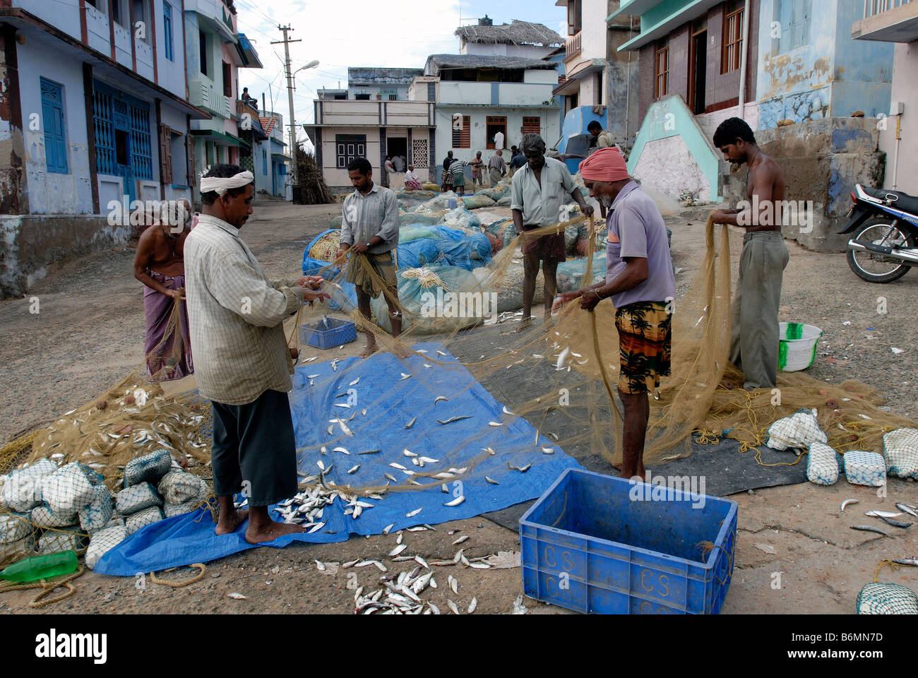 I pescatori la raccolta di pesce dalla rete Foto Stock