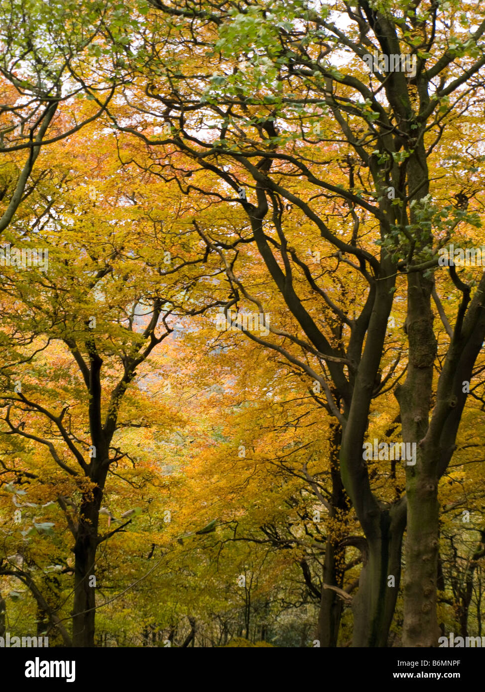 Autunno dorato marrone alberi scena con rami Foto Stock