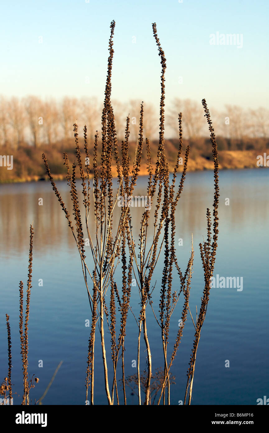 Vista di un lago Foto Stock