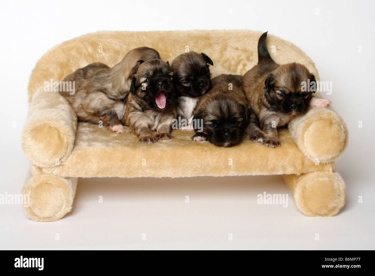 Tibetan Spaniel cuccioli di 3 settimane Foto Stock