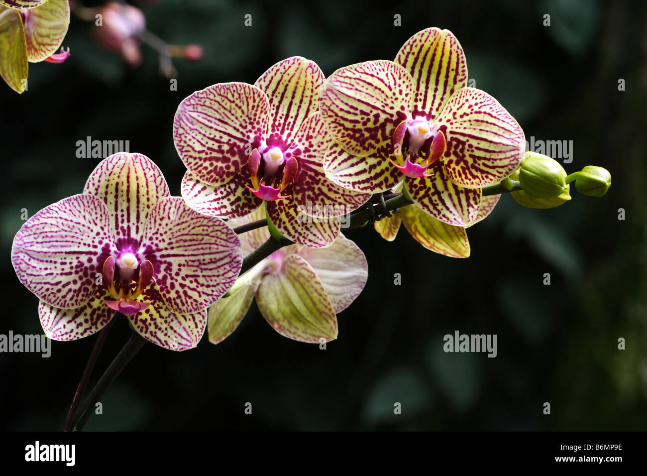 Orchidee Foto Stock