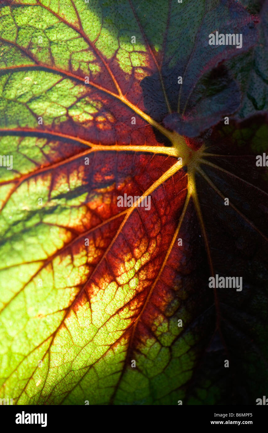 Close up di Begonia Fireflush Ricci Foto Stock