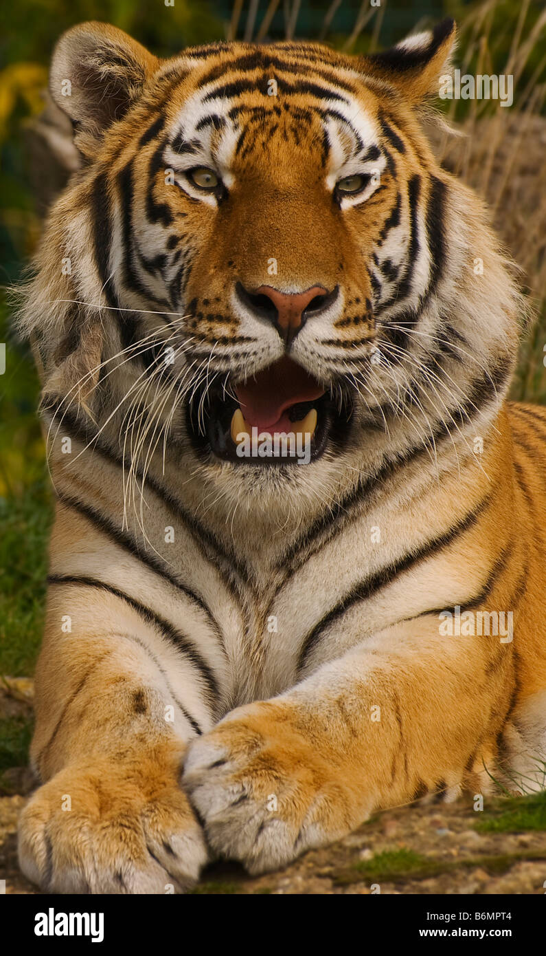 Maschio di tigre di Amur, Panthera tigris altaica Foto Stock