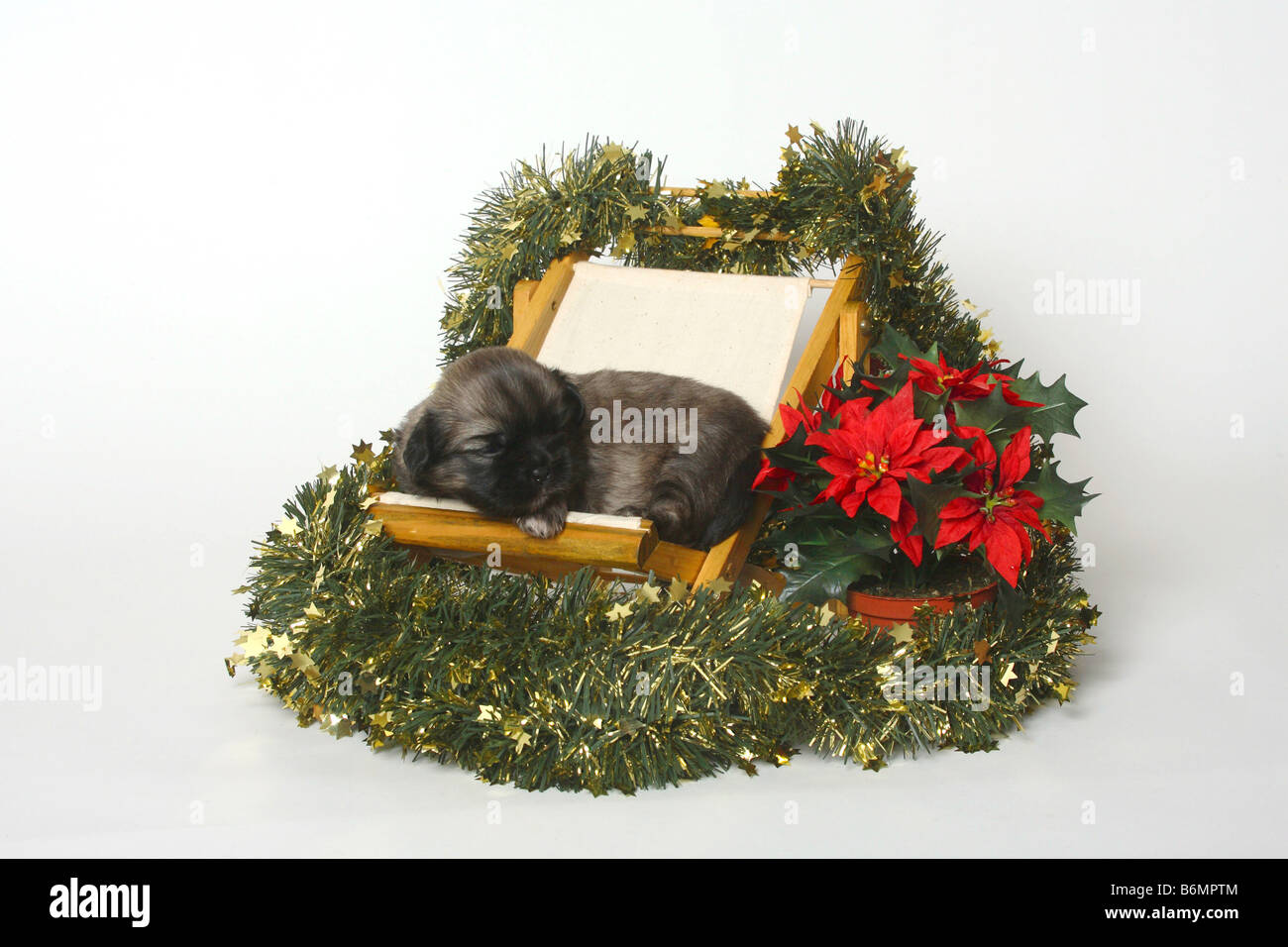 Tibetan Spaniel cucciolo di 3 settimane Foto Stock