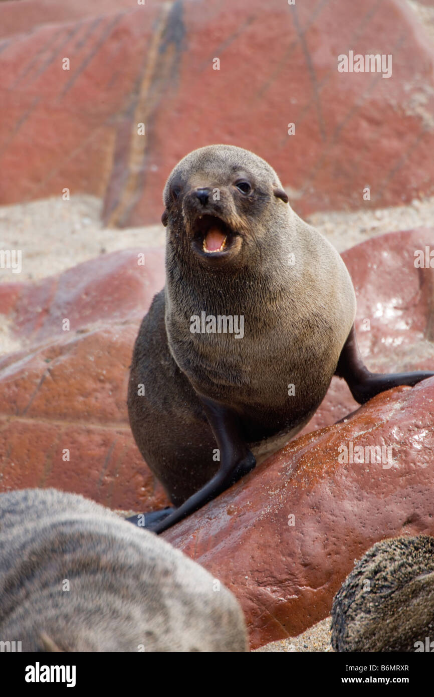 Capo pelliccia sigillo Pup piangendo, Cape Cross, Namibia Foto Stock