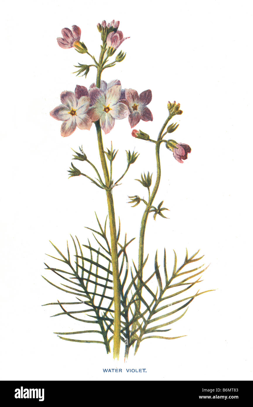 Water Violet Hottonia palustris xix secolo illustrazione Frederick Edward Hulme b1841 d1909 Foto Stock