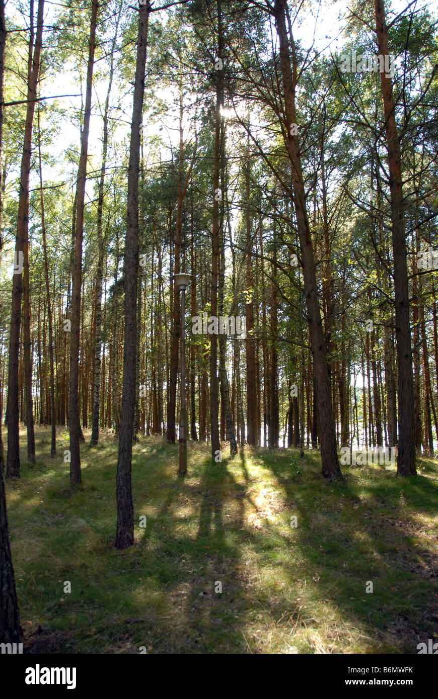 Lunghe ombre proiettate in una radura del bosco da un basso valore di sun Foto Stock
