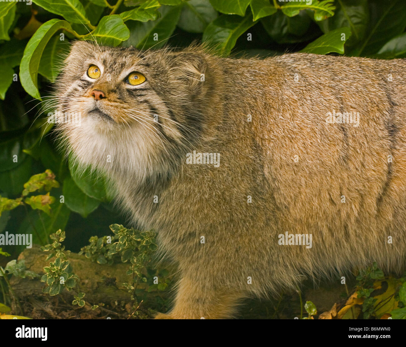 Un gatto pallas Otocolobus manul Foto Stock